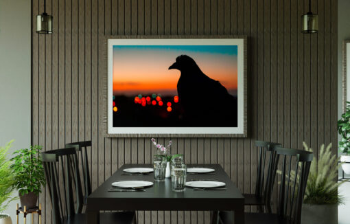 Le pigeon Casaoui - Image 2
